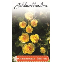 Роза Gold Mejandina миниатюрная (саж. ЗКС)  коробка Сербия "RI"